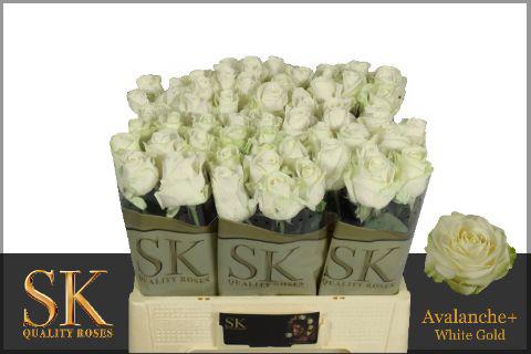 10x Rosa avalanche+ 50cm