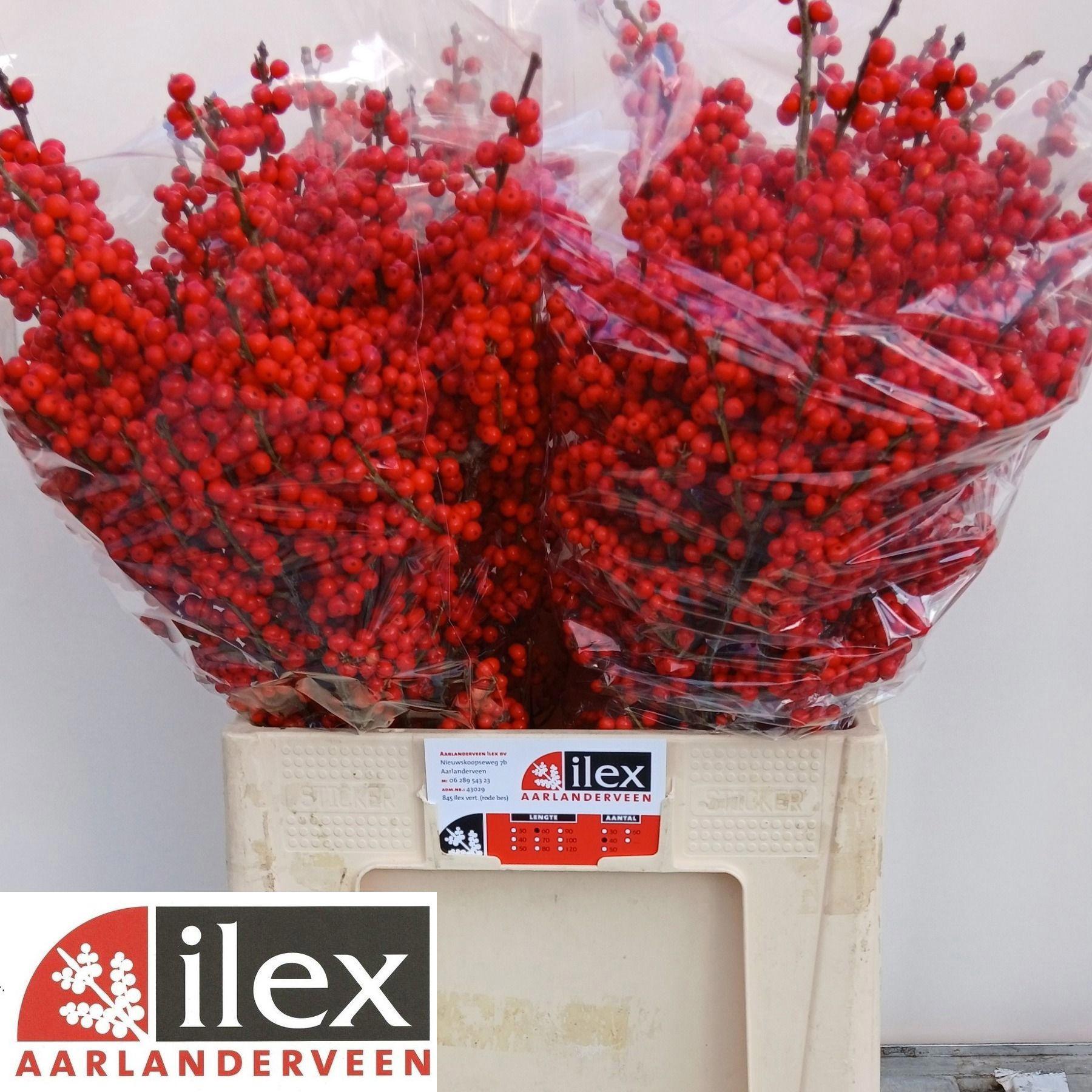 10x Ilex verticillata 60cm