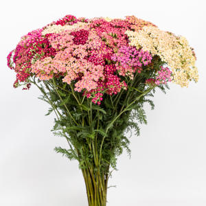 1x Achil.mix.vast oranje-rood 30cm