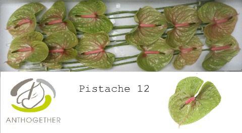 12x Anth.pistache 10cm