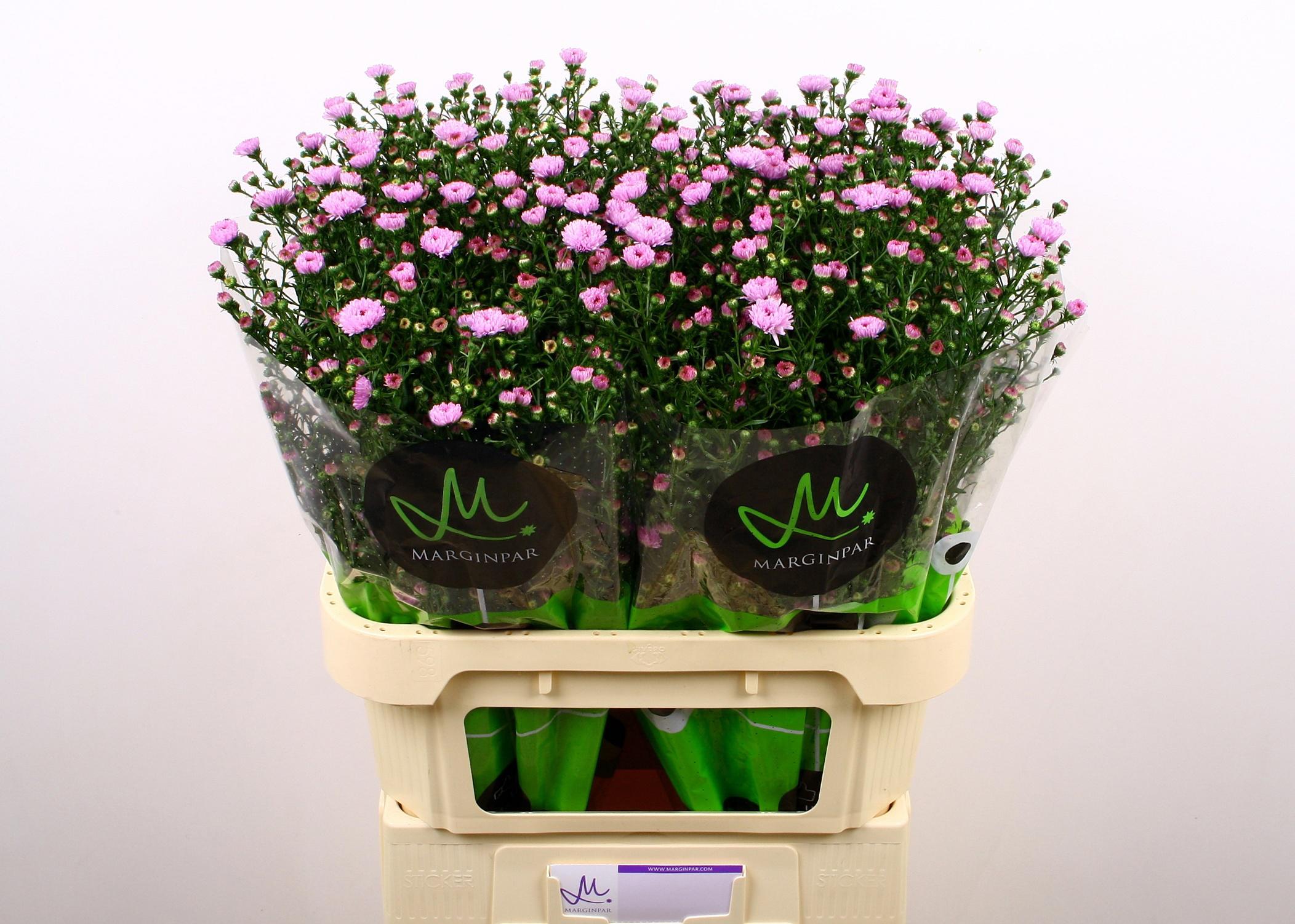 25x Aster double date pink 80cm