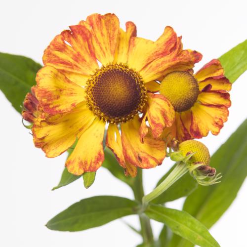 20x Helenium autumn fire 60cm