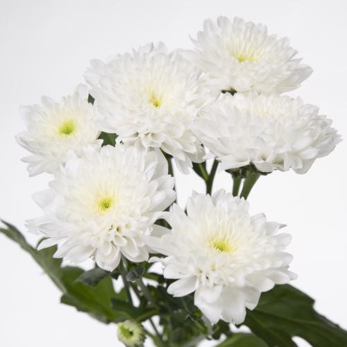 10x Chrysant euro 70cm