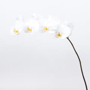 25x Phal.kobe
