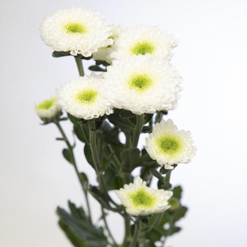 10x Chrysant daydream 70cm