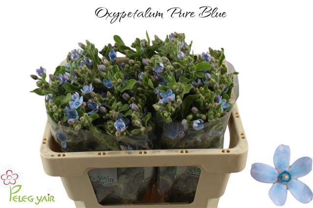 25x Oxypetalum coeruleum blue 50cm