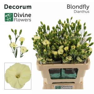 20x Dian.tr.solomio solandis blondfly 60cm