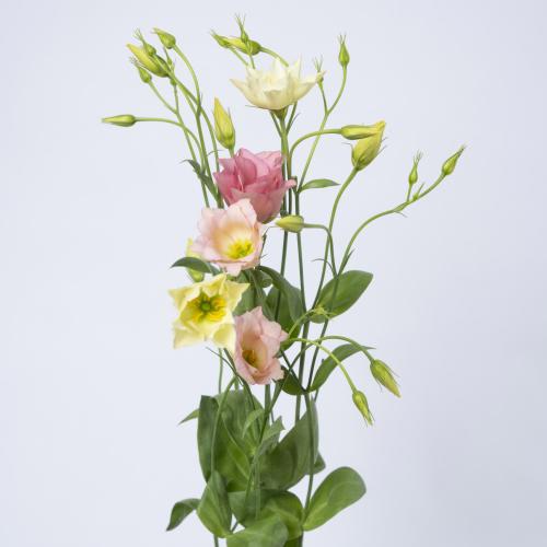 40x Eust.botanic apricot en 70cm