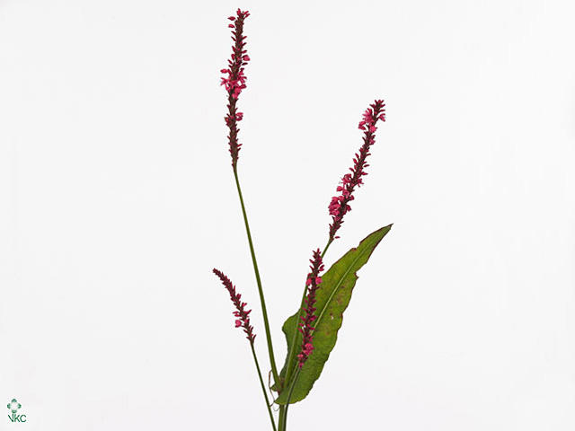 10x Persicaria firedance 80cm