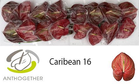 16x Anth.caribean 10cm
