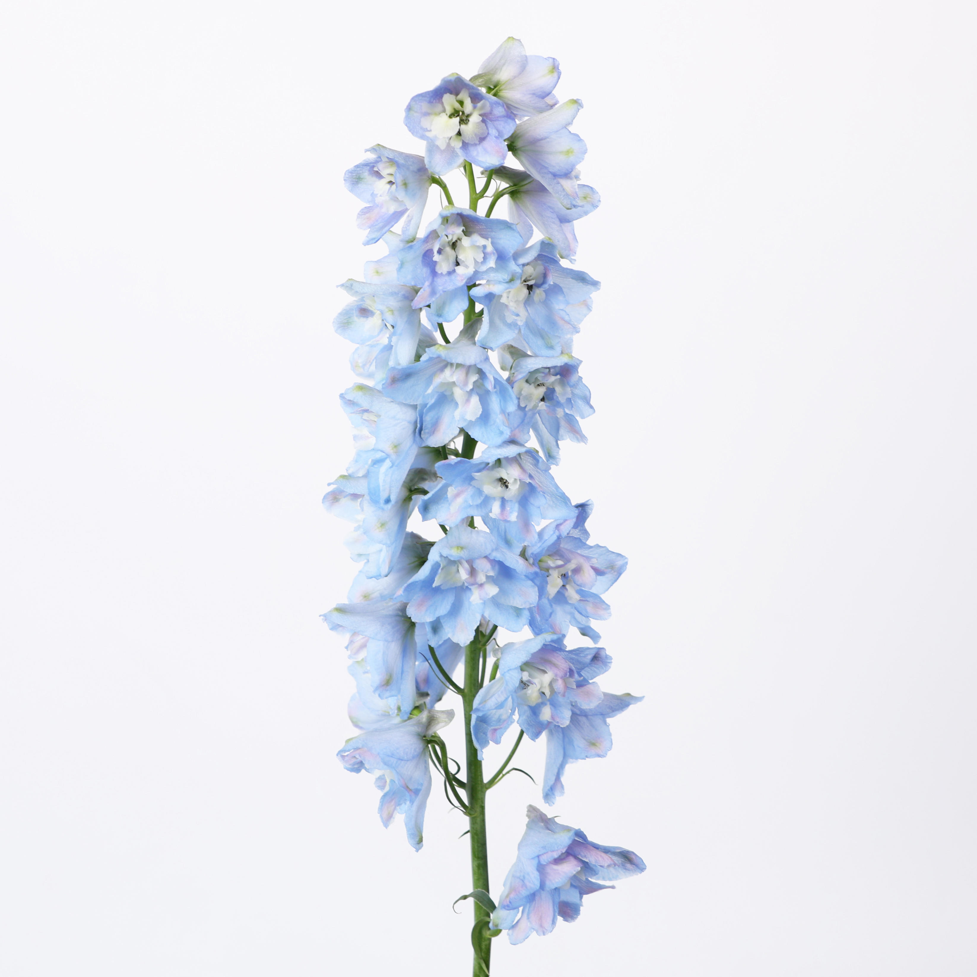 10x Delph.skyblue whitebee du 60cm