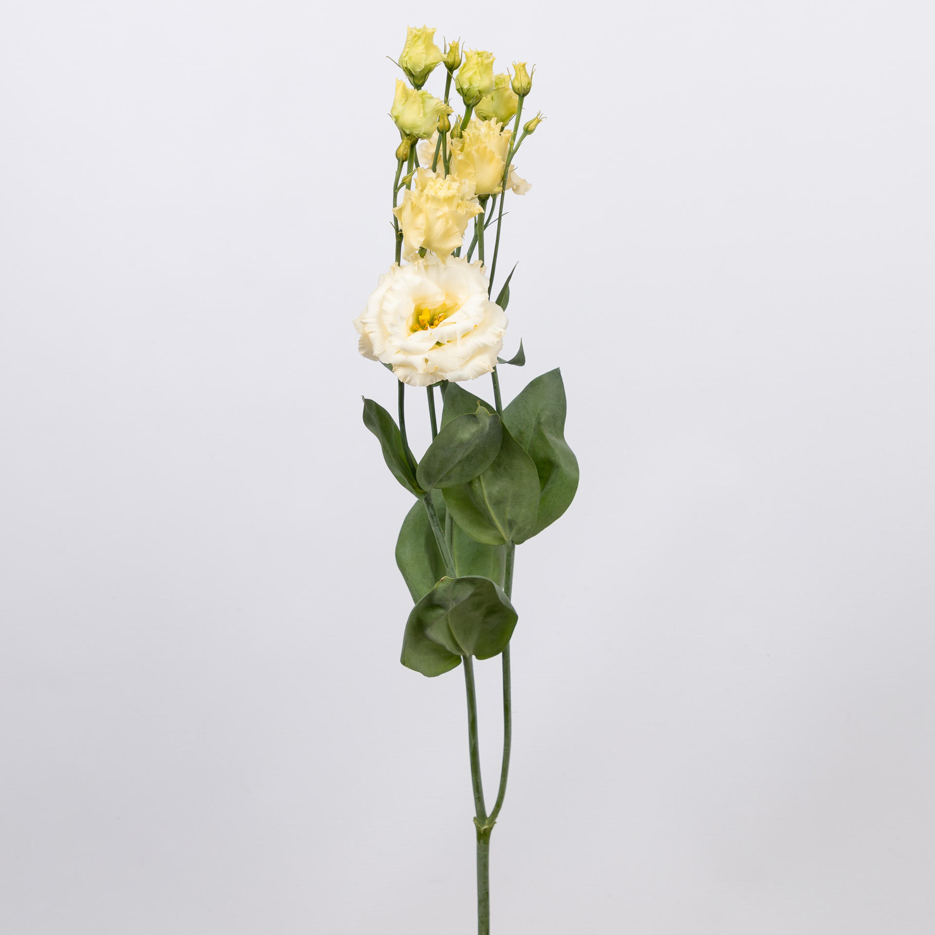 10x Eust.alissa yellow du 70cm