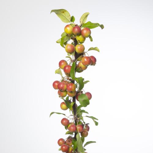 7x Tk appeltak red sentinel 80cm