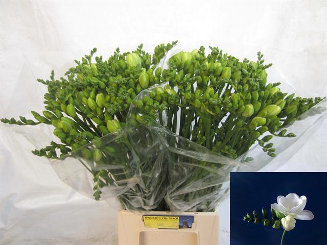 50x Freesia essence du 50cm