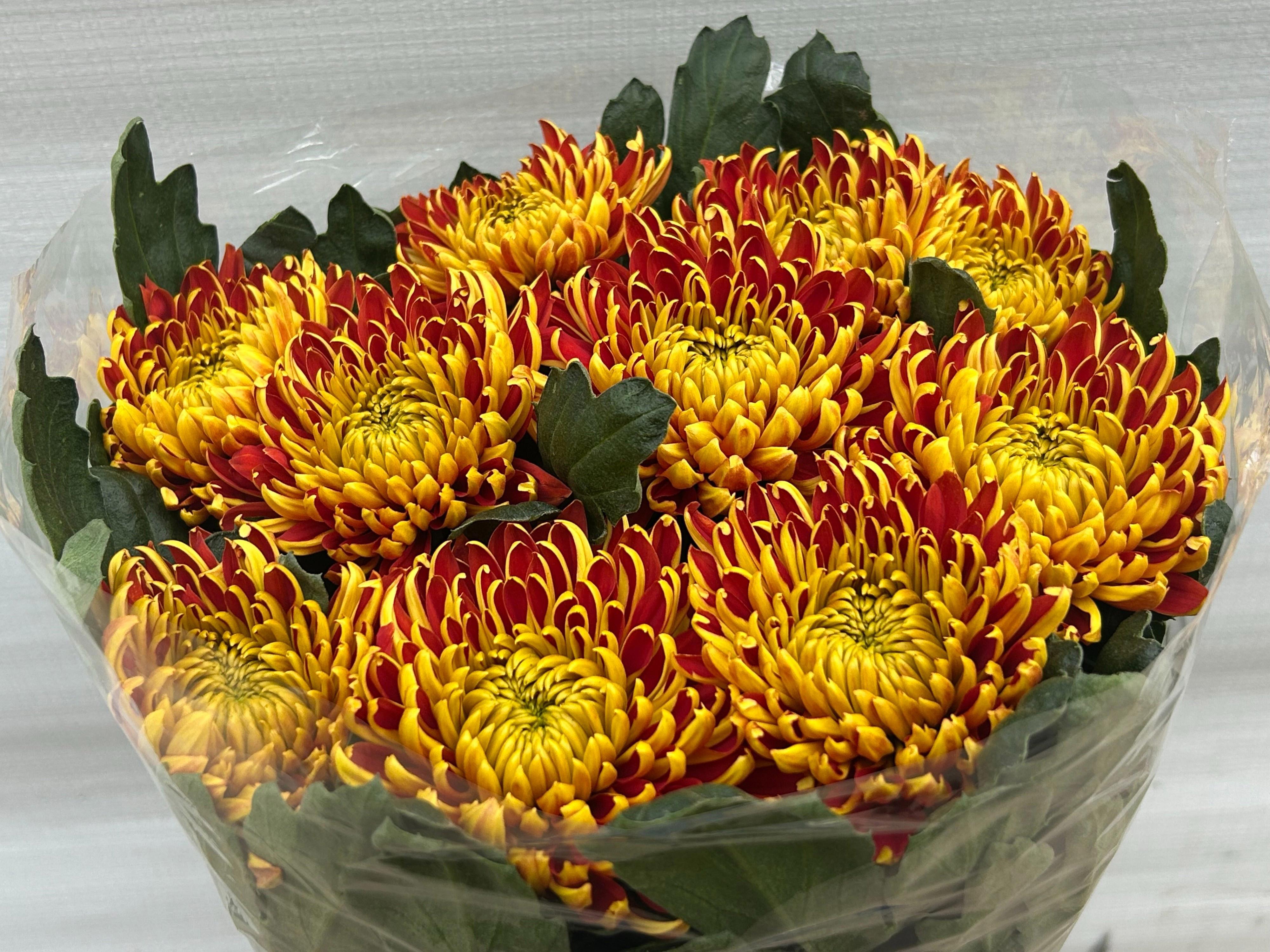 10x Chrysant fuego g 70cm