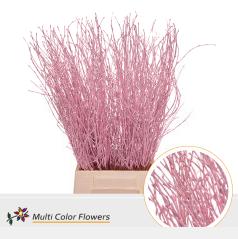 10x Tk betula roze 70cm