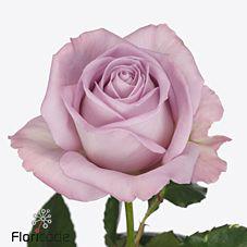 10x Rosa nayeli! 70cm
