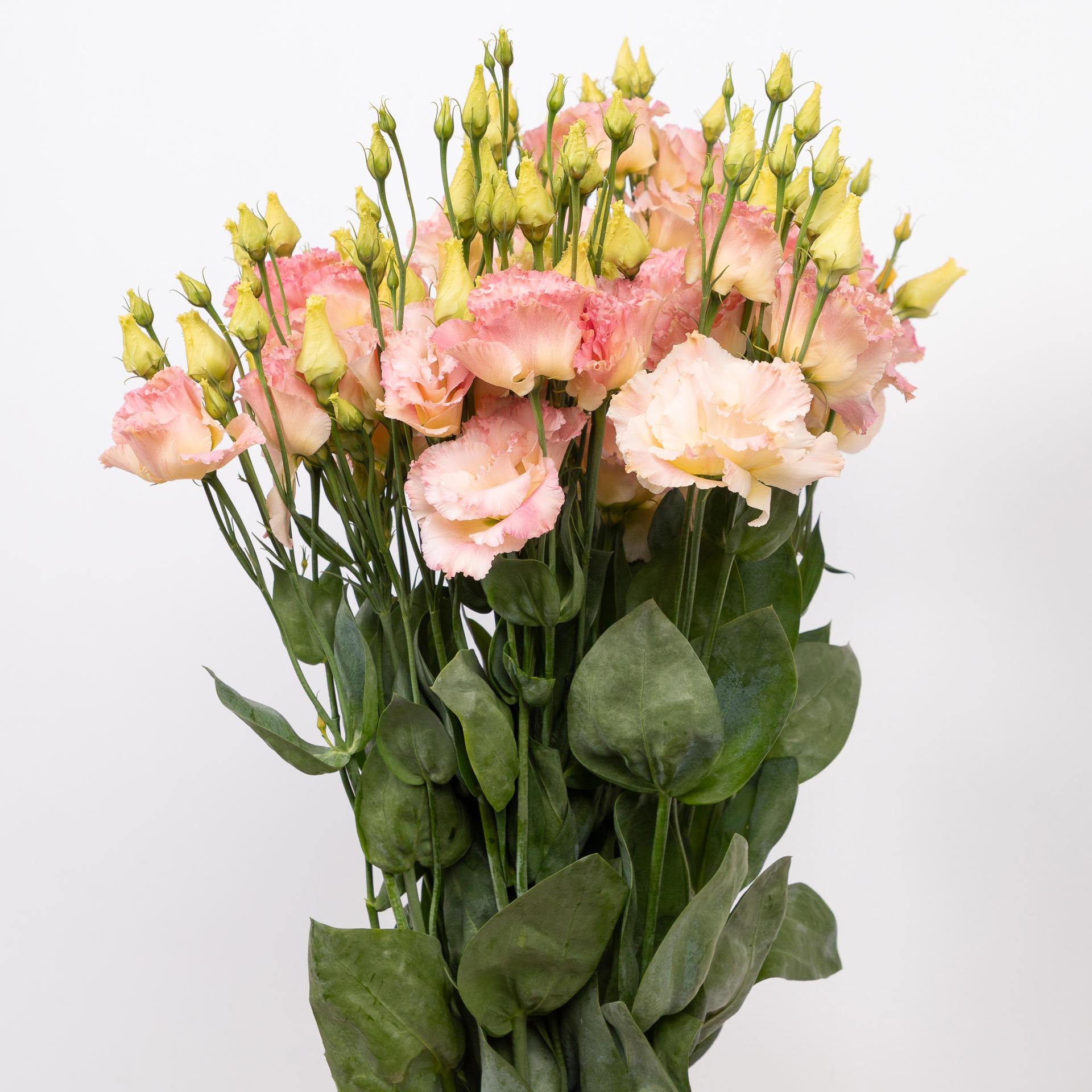 10x Eust.alissa champagne du 70cm