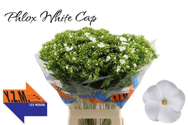 50x Phlox whitecap 70cm