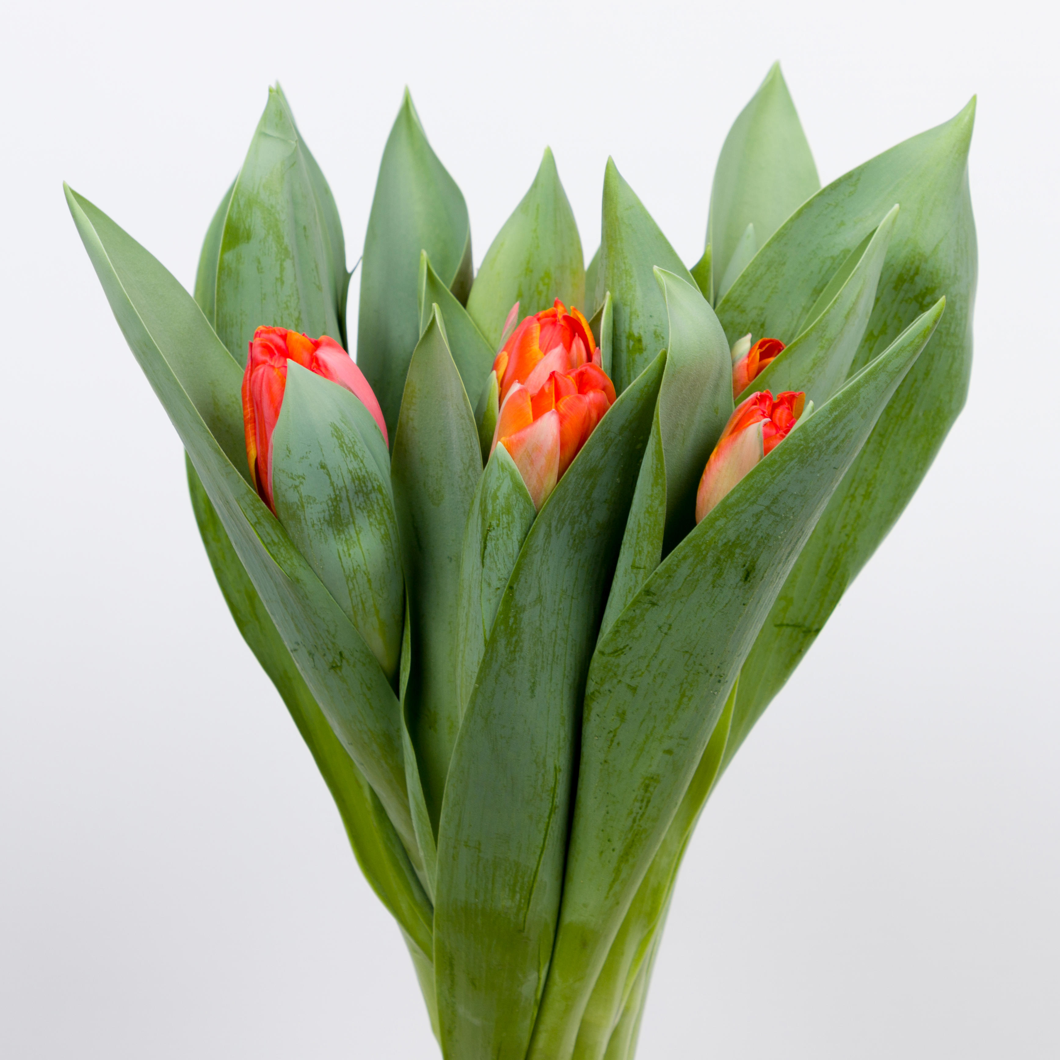 50x Tulipa queensday du 40cm