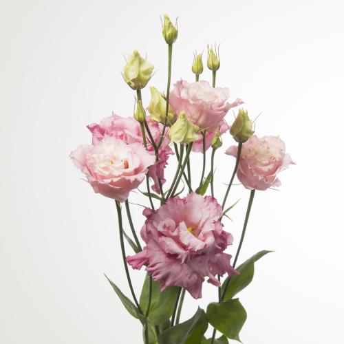 10x Eust.alissa rose pink du 70cm