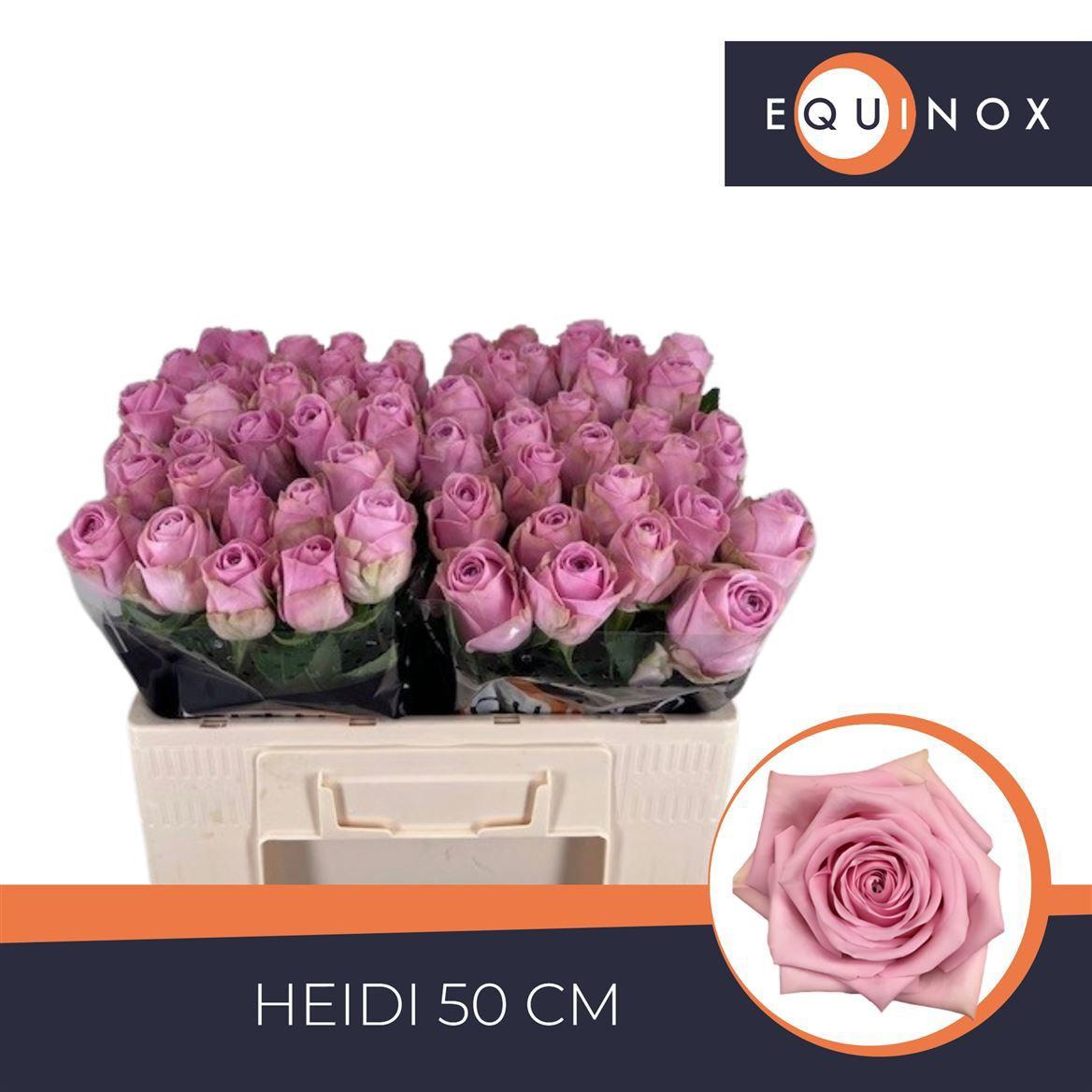 20x Rosa heidi! 50cm