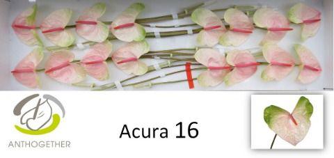 16x Anth.acura 10cm