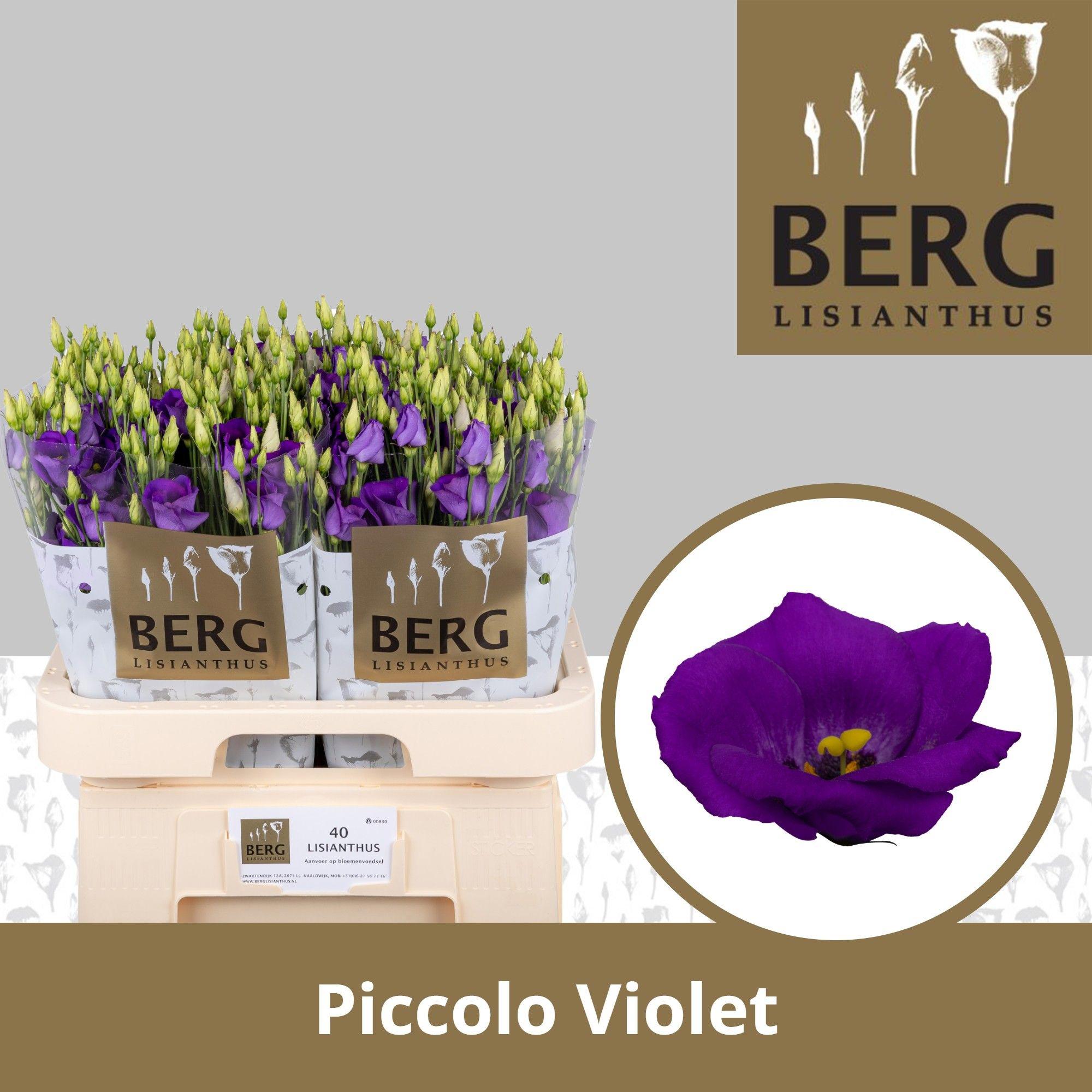 10x Eust.piccolo violet en 70cm