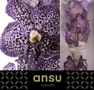 16x Vanda sun.jeff leatham 20cm