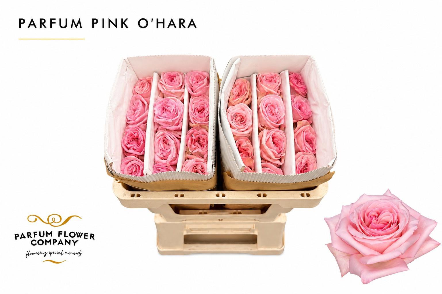 12x Rosa gard.pink o'hara 50cm
