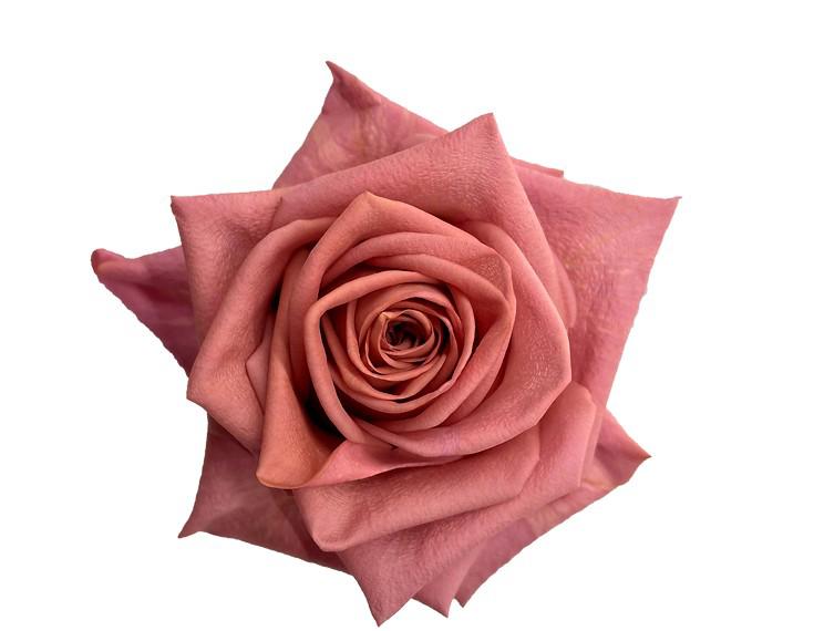 25x Rosa barista 60cm