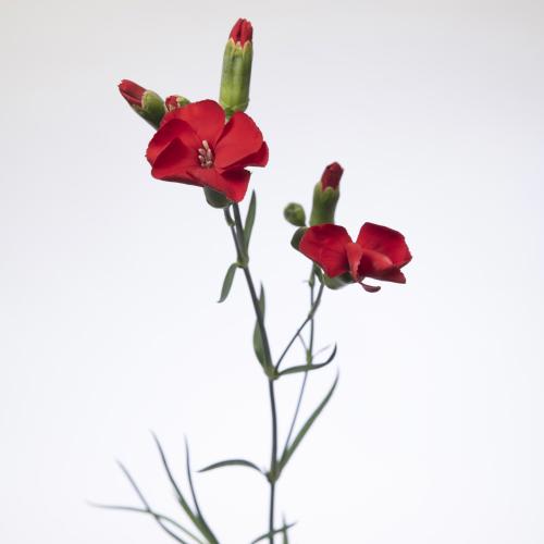 20x Dian.tr.solomio kai 60cm