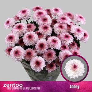 10x Chrysant abbey 70cm