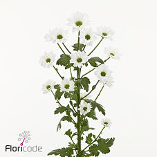 25x Chrysant san.inzell 50cm
