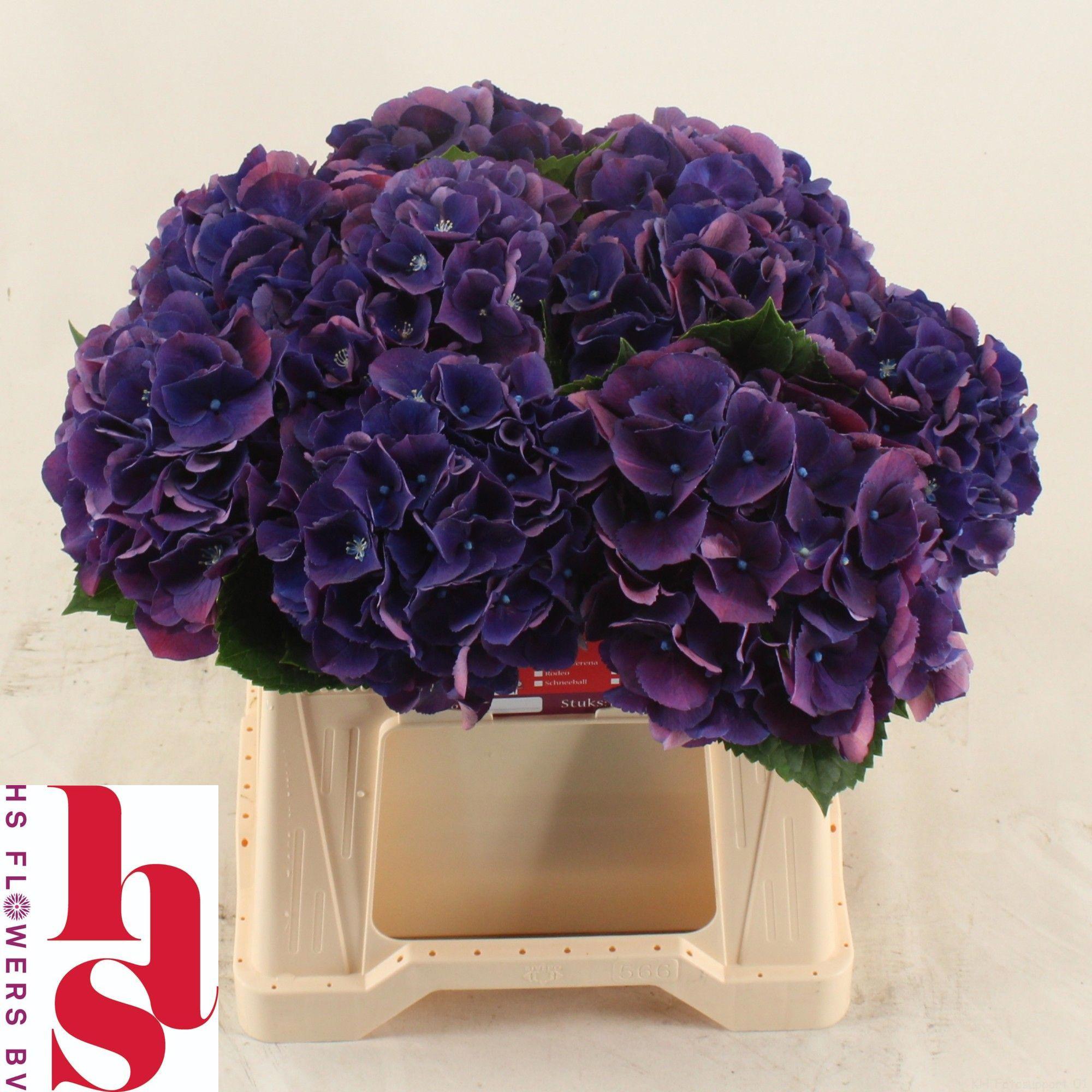 10x Hydr.royal king 40cm