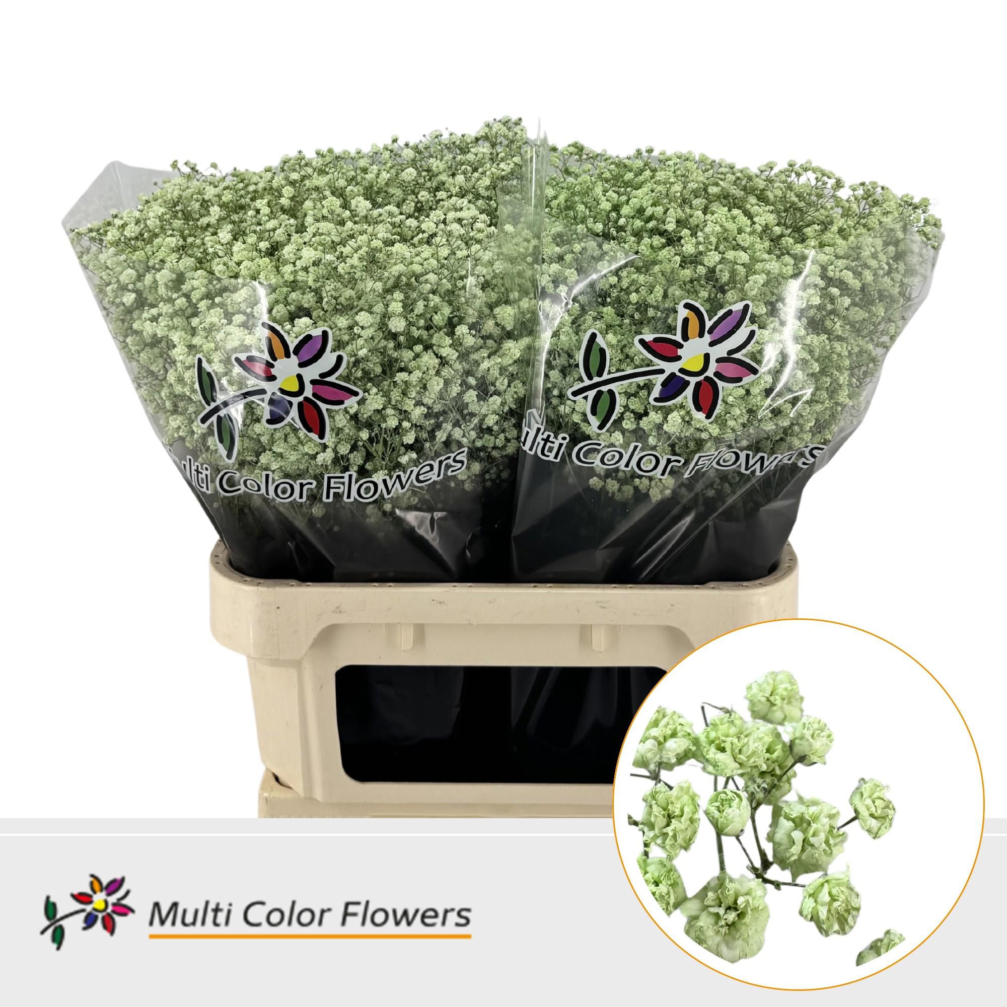 25x Gipskruid xlence mintgroen 80cm