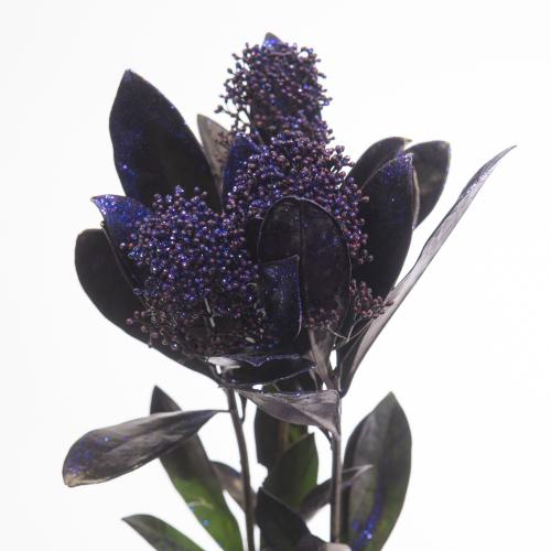 5x Skimmia aubergine + glitter 40cm