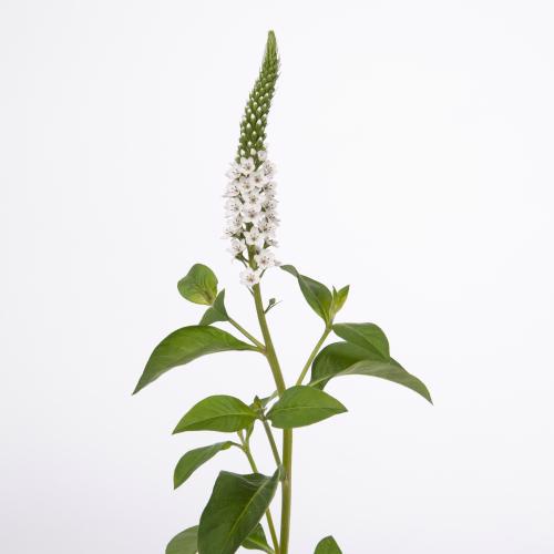 10x Lysimachia elisabeth 70cm