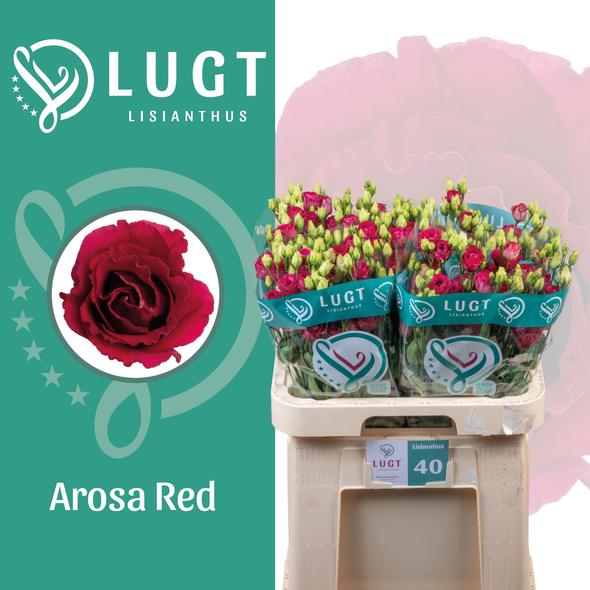 10x Eust.arosa red du 70cm
