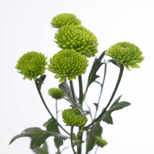 25x Chrysant san.peptalk 50cm