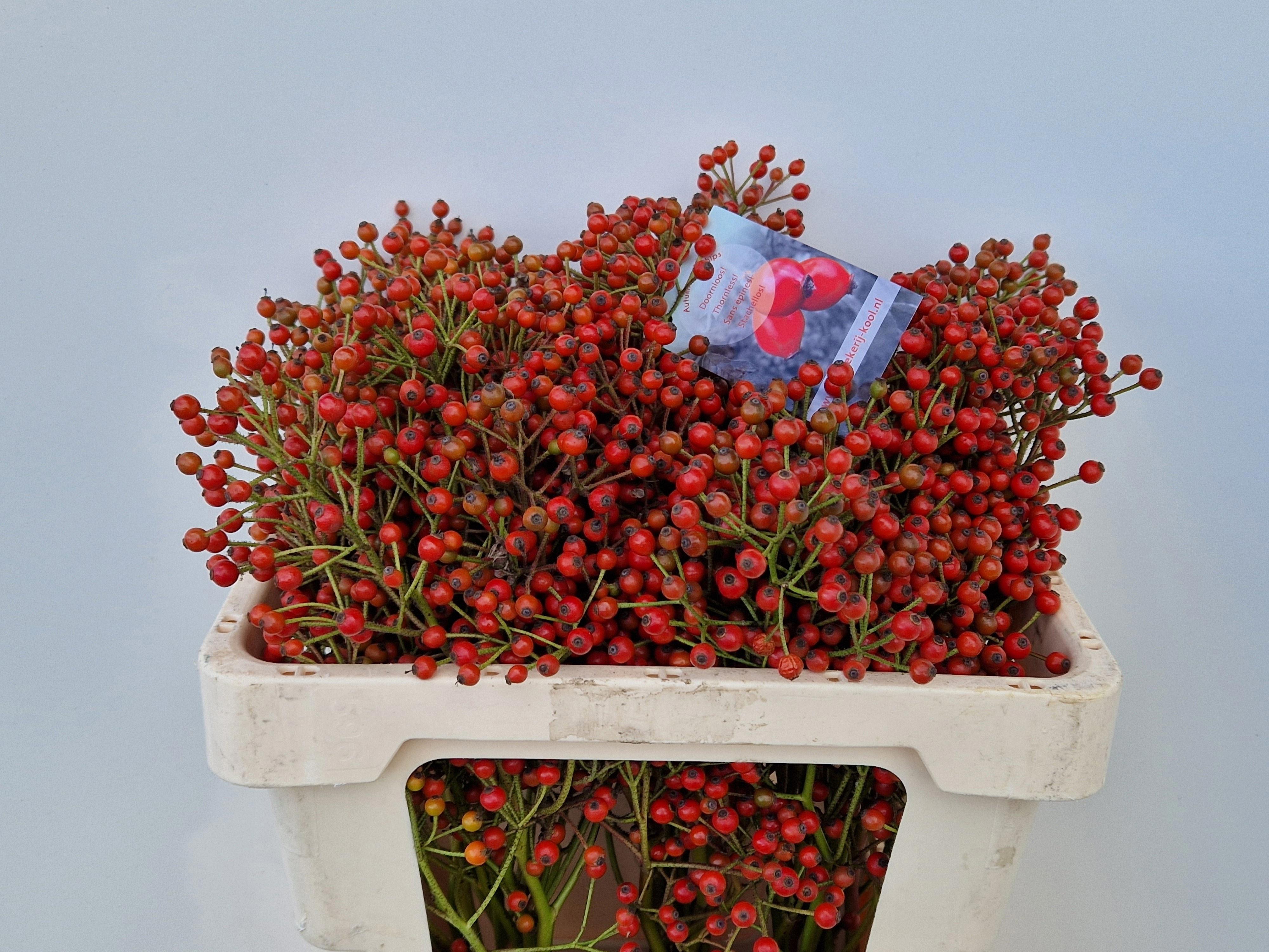 10x Rosa autumn splash 50cm
