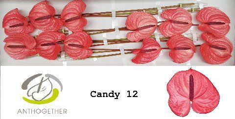 12x Anth.candy 10cm