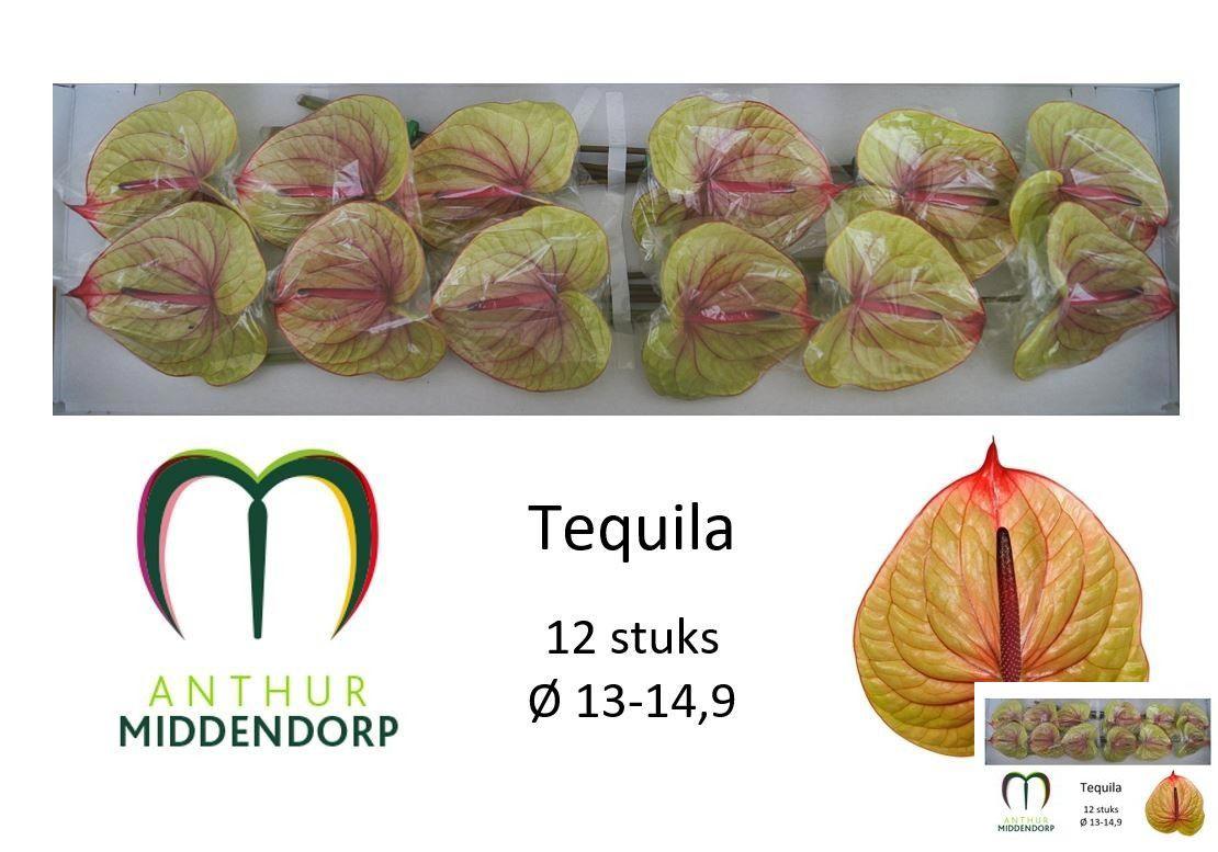 12x Anth.tequila 10cm