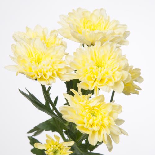 10x Chrysant baltica cream 70cm