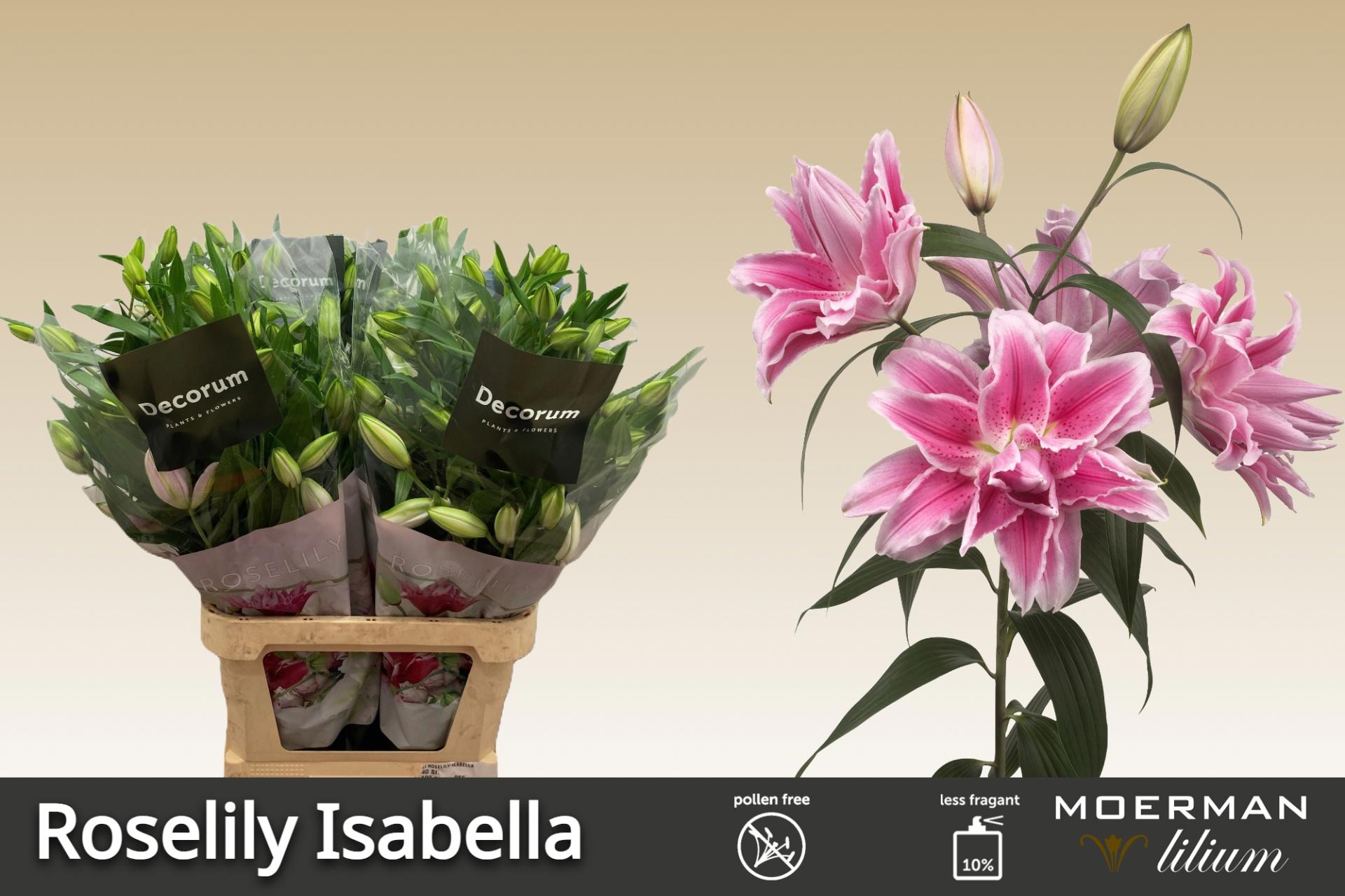 10x Lil.roselily isabella 80cm