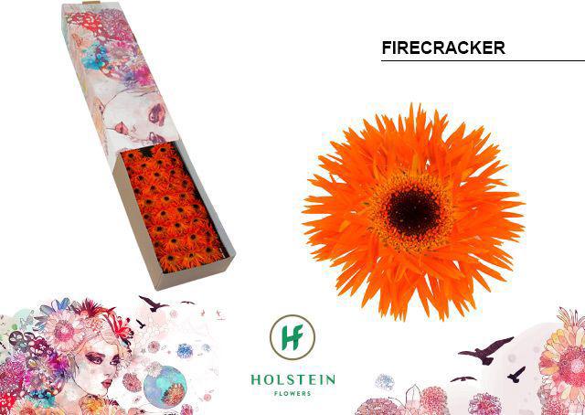 60x Germ.firecracker 40cm