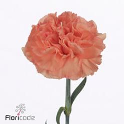 20x Dian.st.tangerine 70cm