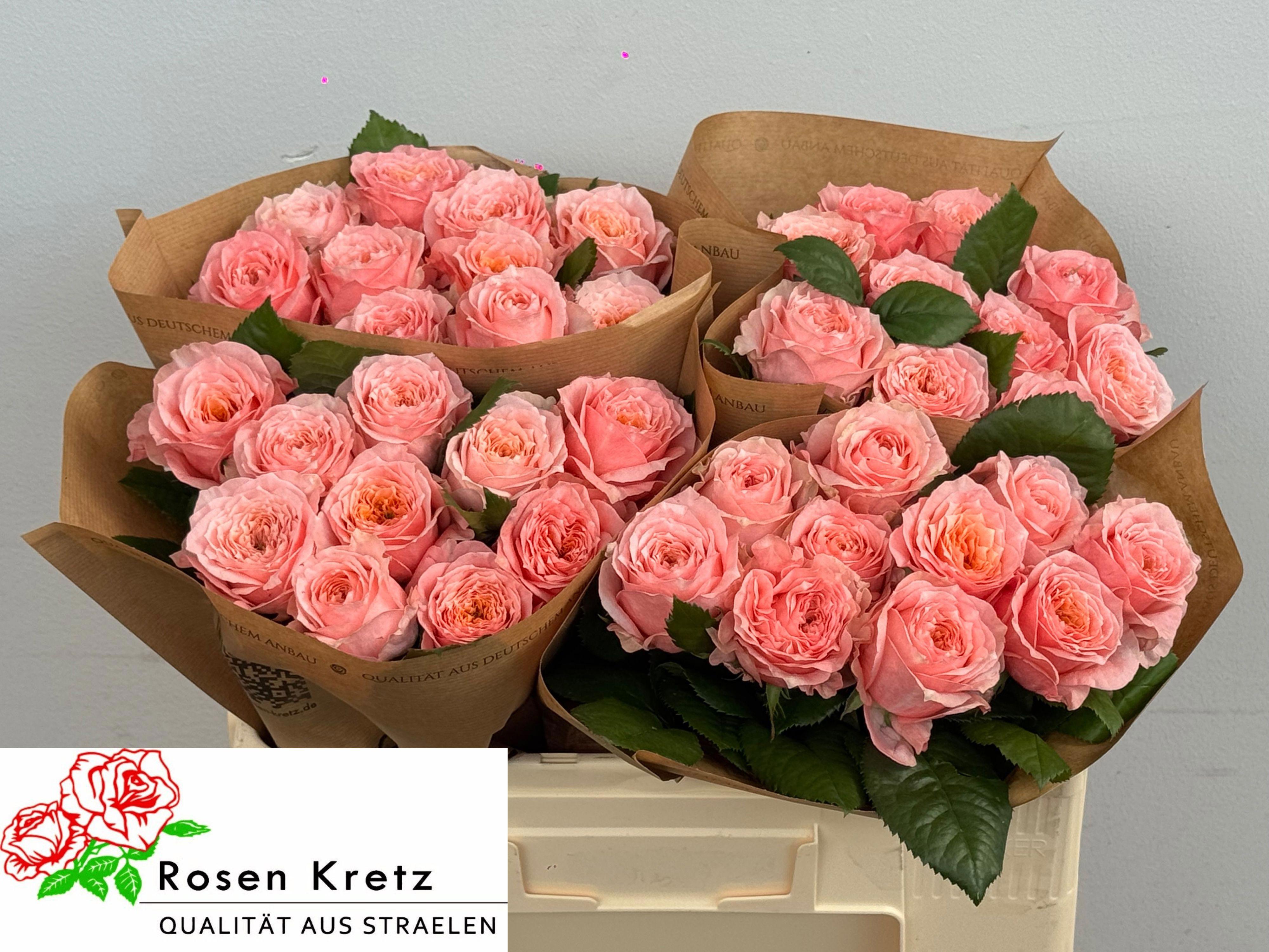10x Rosa elena 50cm