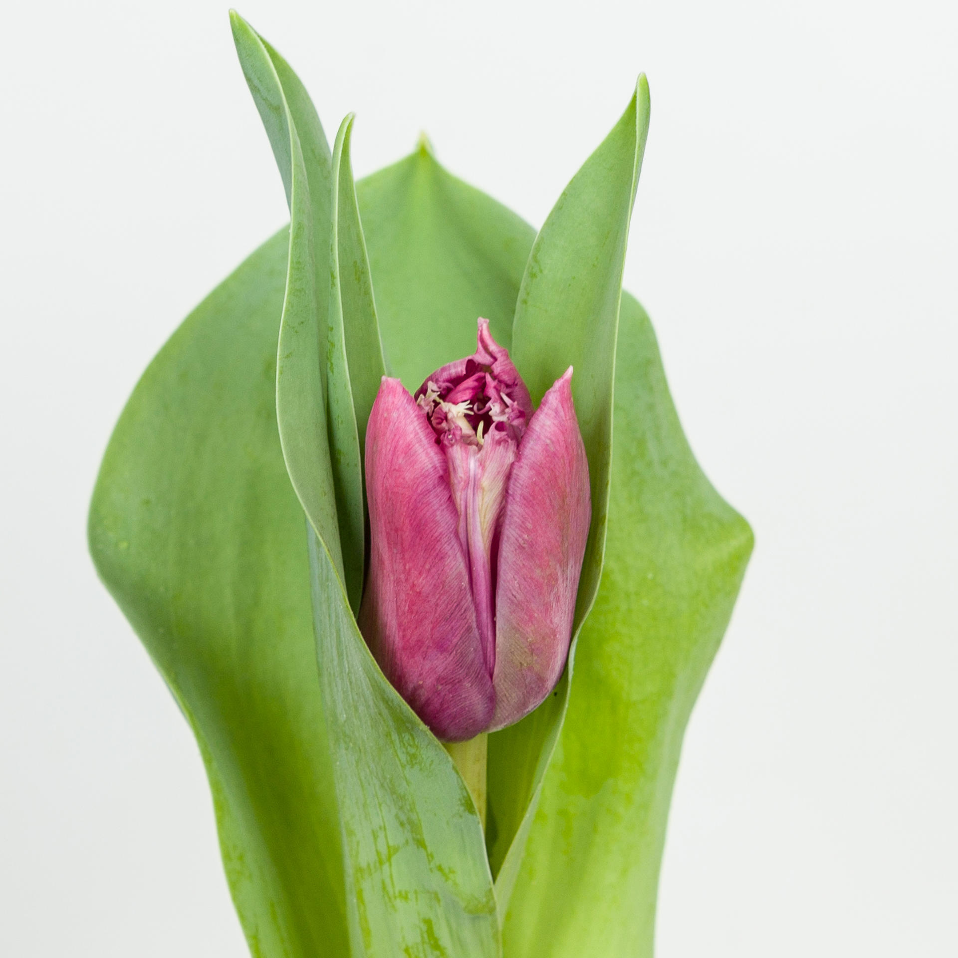 50x Tulipa mascotte gf 40cm