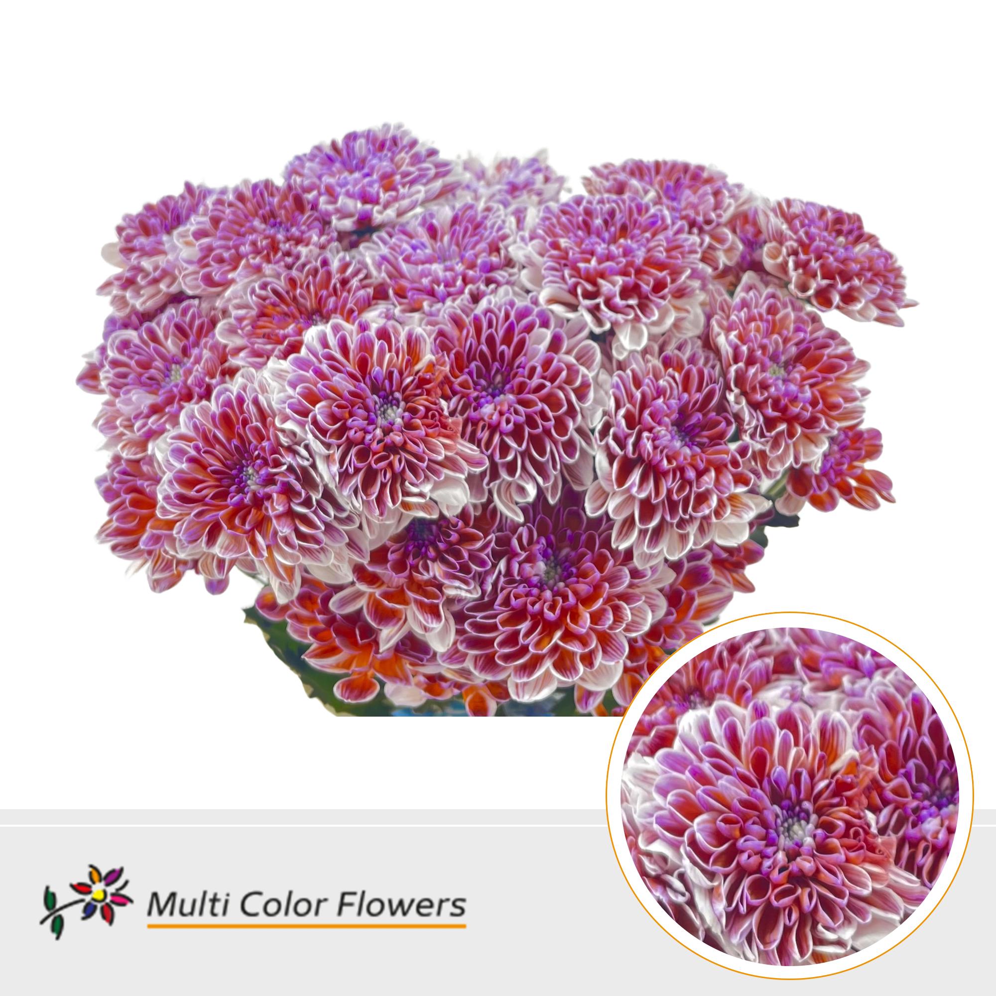 10x Chrysant overig 60cm